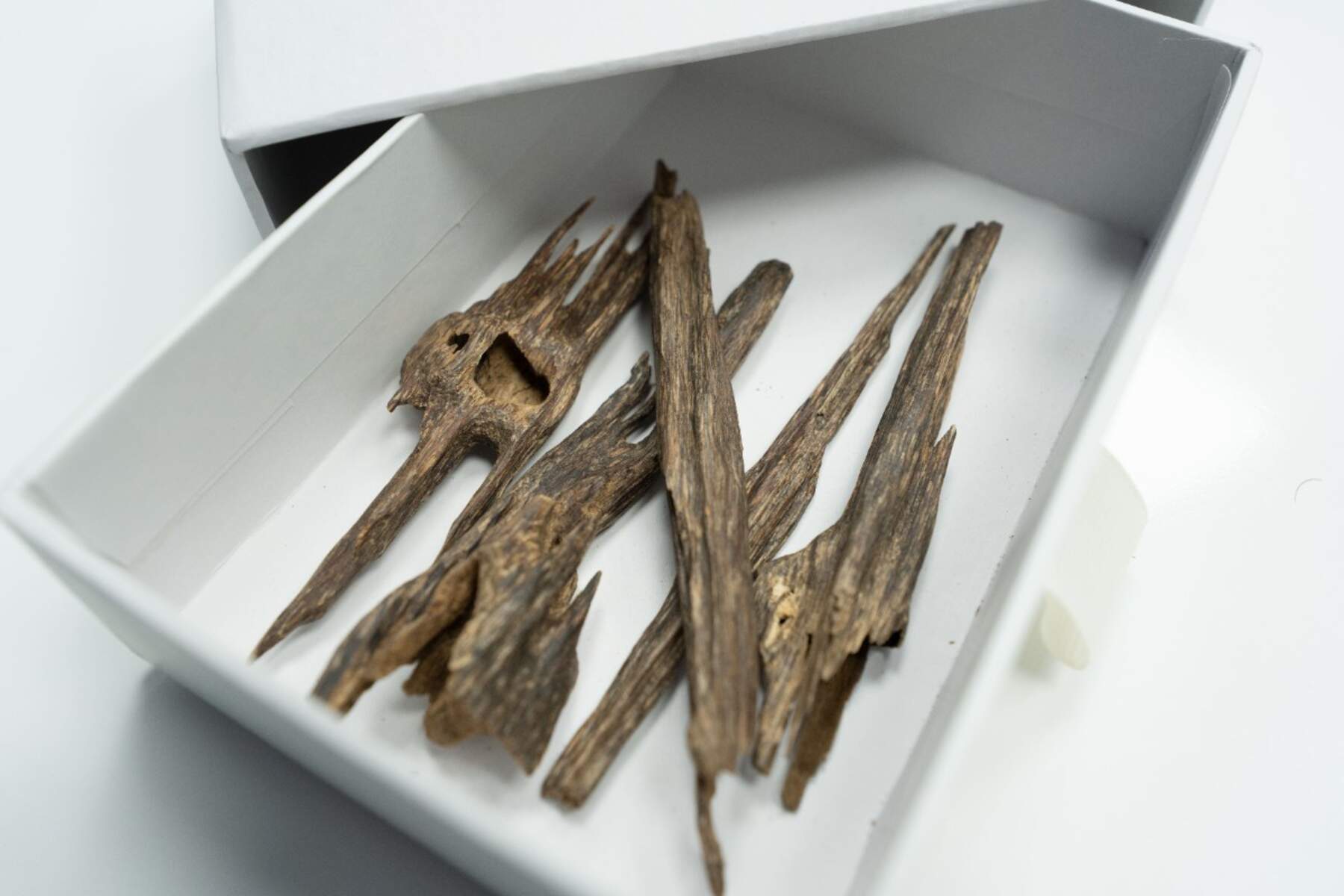 عود سيوفي